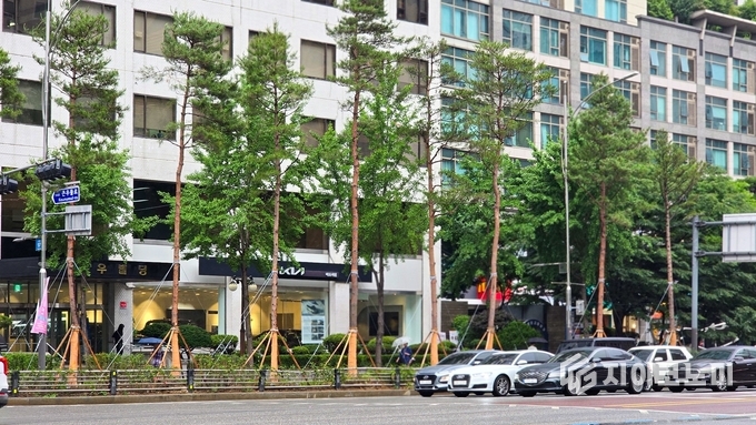 마포대로 일대 품격있는 녹색 특화거리의 소나무 식재 모습. 마포구 제공.