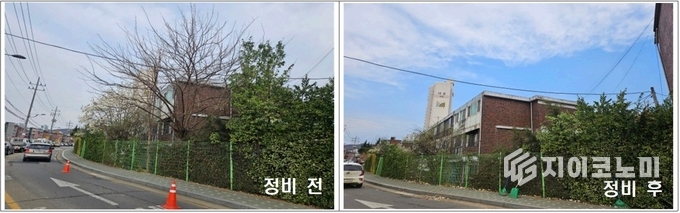 위험수목 정비 전후 모습. 구로구 제공.