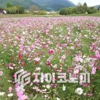 전북 고창천, “추석 연휴 맞아 코스모스로 물들다”(조희순 님 사진제공) 페이스북 발췌
