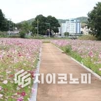 전북 고창천, “추석 연휴 맞아 코스모스로 물들다”(조희순 님 사진제공) 페이스북 발췌