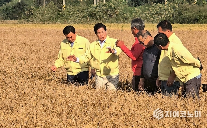 공영민 고흥군수가 8일 포두면 일대 벼 ‘깨씨무늬병’ 피해 현장을 찾아 병해 발생 상황을 살피며 농민들과 대책을 논의하고 있다. 고흥군 제공