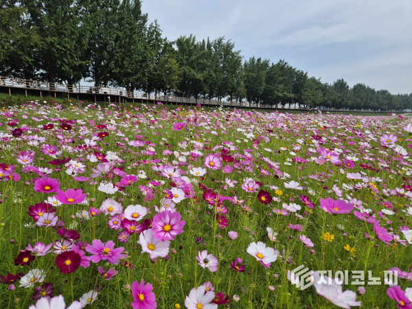 아산시 곡교천, 백일홍·코스모스 등 가을꽃 만개