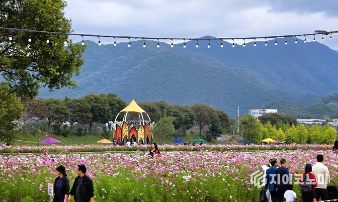 황미르랜드 연꽃정원 일대에 코스모스가 바람에 흔들리며 가을 정원의 운치를 더하고 있다. 장성군 제공