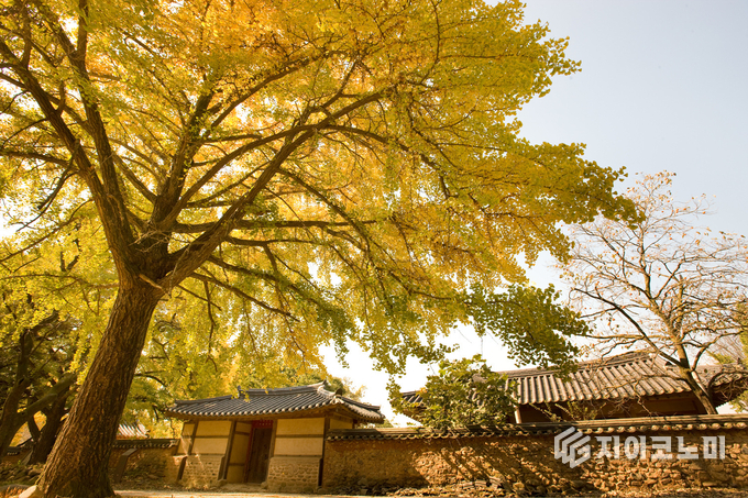 충남 단풍 명소 총정리, (보령) 청라은행마을
