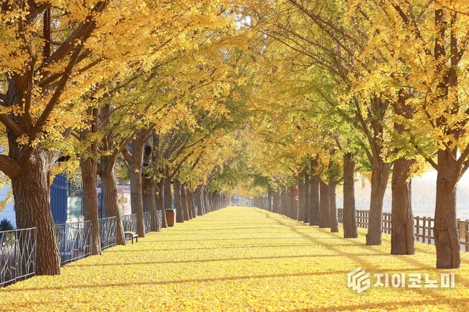 충남 단풍 명소 총정리, (아산) 곡교천은행나무길