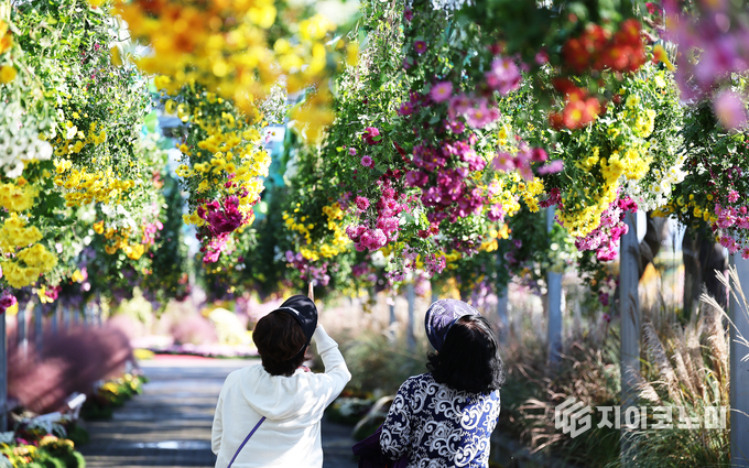수만 송이의 화단국과 분재국이 어우러진 중앙광장에서 관람객들이 국화 터널과 플라워돔을 거닐며 가을 정취를 즐기고 있다. 함평군 제공