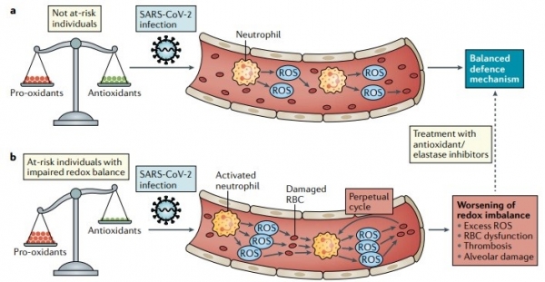 (출처: Nature Reviews Immunology Vol. 20)